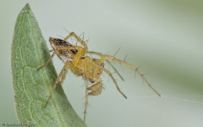 Oxyopes_0645 EM-99050.jpg