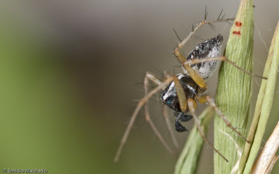 Oxyopes_0957 EM-93755.jpg