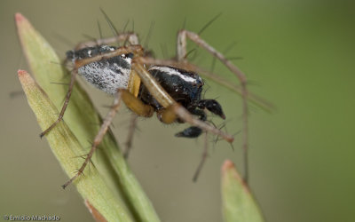 Oxyopes_0957 EM-93770.jpg