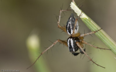 Oxyopes_0957 EM-93786.jpg