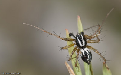 Oxyopes_0957 EM-93761.jpg