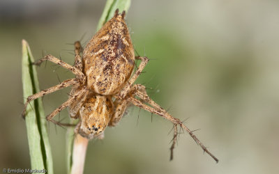 Oxyopes_0958 EM-93800.jpg