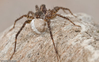 Pardosa próxima _0907 EM-90265.jpg
