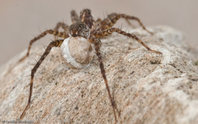 Pardosa prxima _0907 EM-90265.jpg