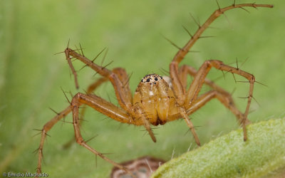 Oxyopes lineatus _FA0935 EM-91255.jpg