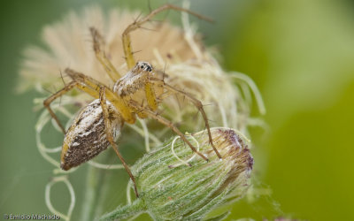 Oxyopes lineatus _0856 EM-97300.jpg