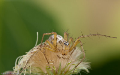 Oxyopes lineatus _0856 EM-97301.jpg