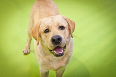 doghousehold-42.jpg