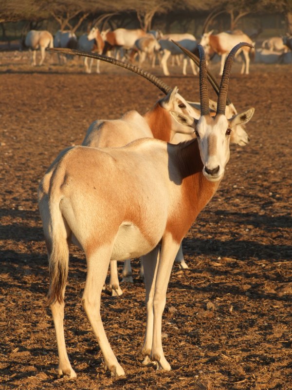 Scimitar Horned Oryx Sir Bani Yas Island Abu Dhabi 8.jpg
