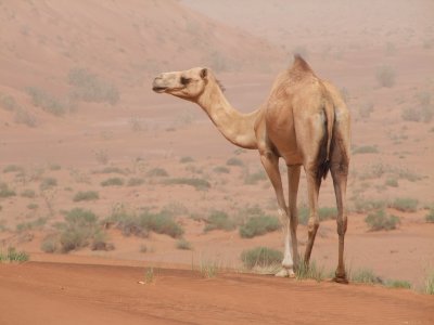 Camel en route to Hatta Dubai.jpg