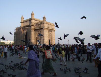 Pigeons Gateway to India.jpg
