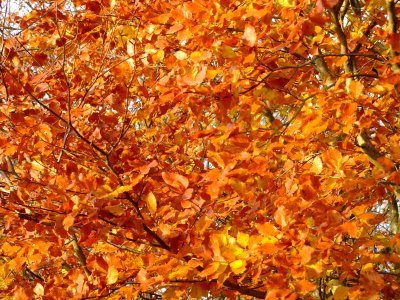 Autumn Leaves Thurles.jpg