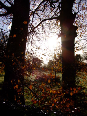 Winter Sun Tipperary.jpg