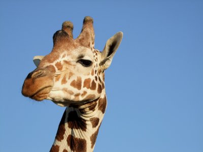 Giraffe Sir Bani Yas Island Abu Dhabi 2.jpg