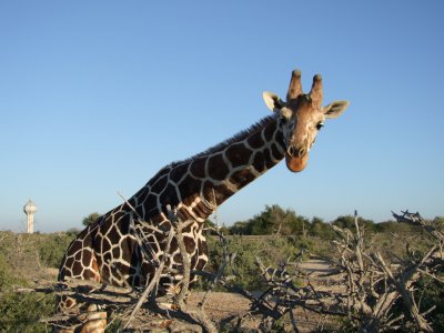 Giraffe Sir Bani Yas Island Abu Dhabi 3.jpg