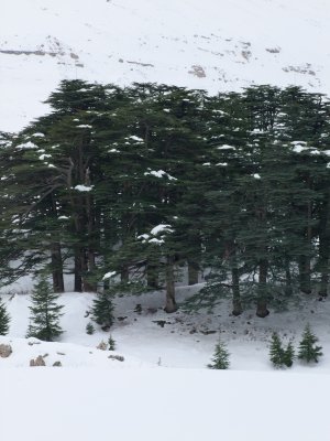 1235 16th January 09 Lebanese Cedars in the snow.jpg