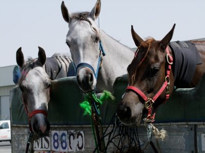 1208 7th February 09 Egyptair Horses.jpg