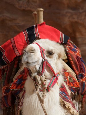 Camel Petra Jordan.jpg