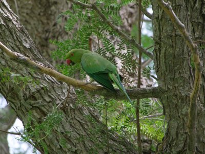 Parrot Mushrif Park Dubai