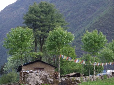 Trees Lukla.JPG