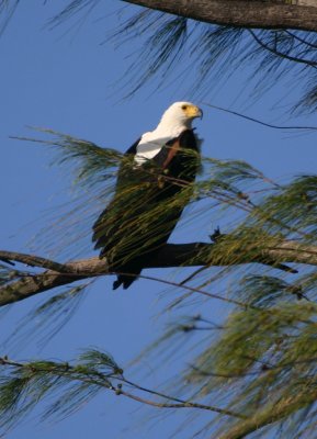 The cry of the fish eagle.