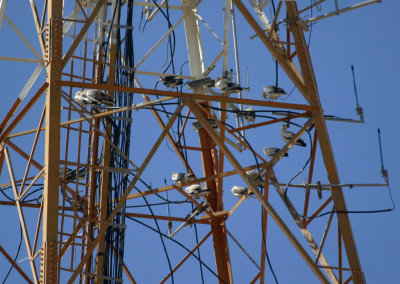 More than 20 Egyptian Vultures perched on an antenna