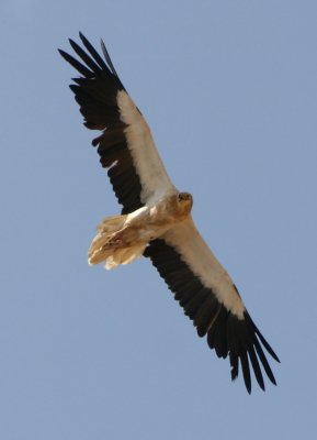 Bird of Prey of Oman