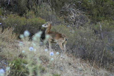 Wild Mouflon in Pafos Forest