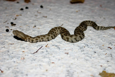 Blunt Nosed Viper in our street