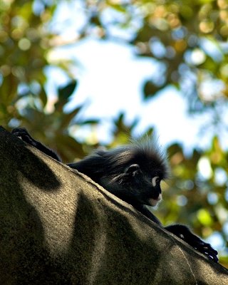 Zoo Portraiture