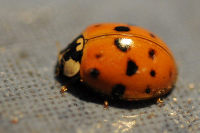 DSC_0197_ladybug.jpg