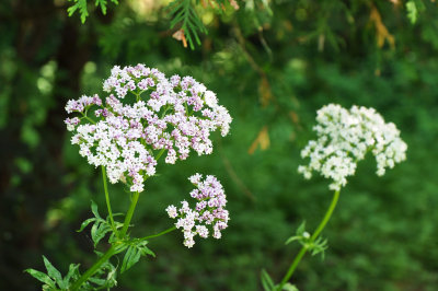 Wild_flowers.jpg