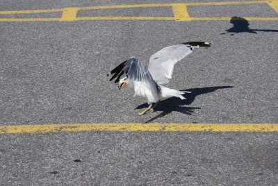 321_SeagullGetsTheBread_FRAME.jpg