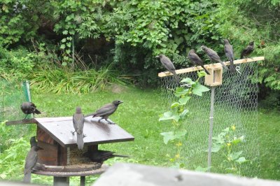 2252-blackbirds.jpg