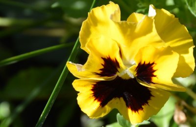 pansy_crop