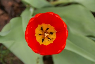 DSC01100_tulip.JPG