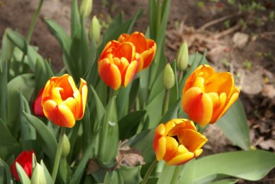 DSC01118_tulips.JPG