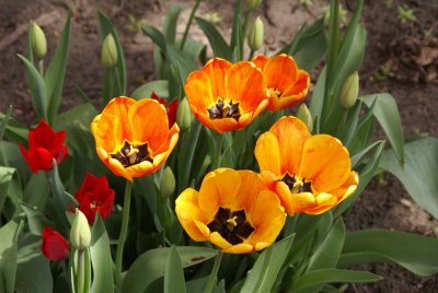 DSC01132_tulips.JPG