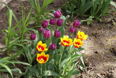 DSC01137_tulips.JPG