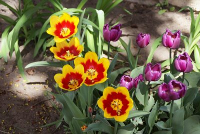 DSC01169_tulips.JPG
