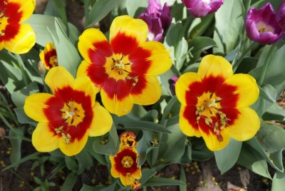 DSC01189_tulips.JPG