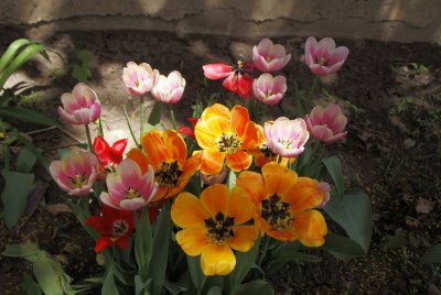 DSC01190_tulips.JPG