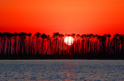 Sunset in the Trees