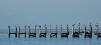 Pelicans on Pilings