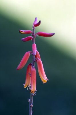 Aloe Bloom