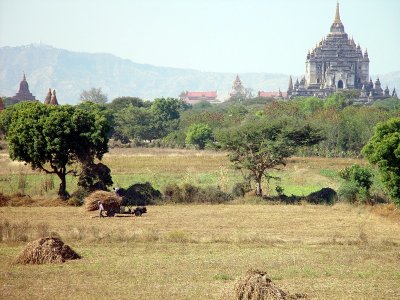 Farming around the temples of Bagan