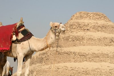 Camel and step pyramid