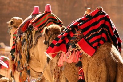 Camels