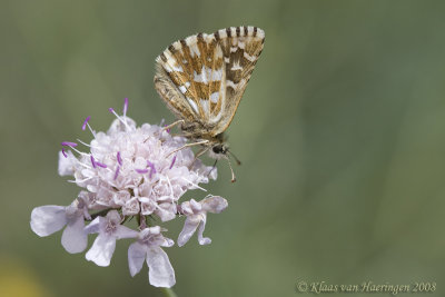 Zuidelijke Aardbeivlinder - Southern Grizzled Skipper - Pyrgus molvoides