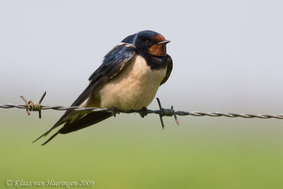 Boerenzwaluw - Barn Swallow  - Hirundo rustica